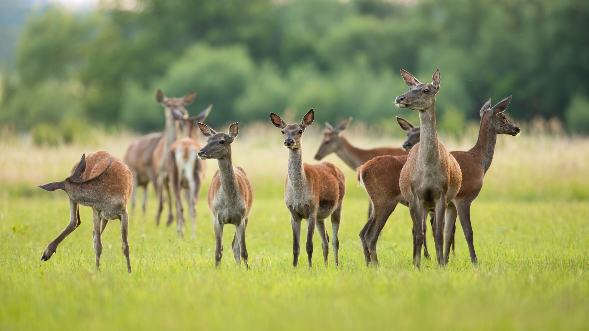 Buy Venison-Venison Farm-Sleaford-Stamford-Grantham-Lincoln-Ely